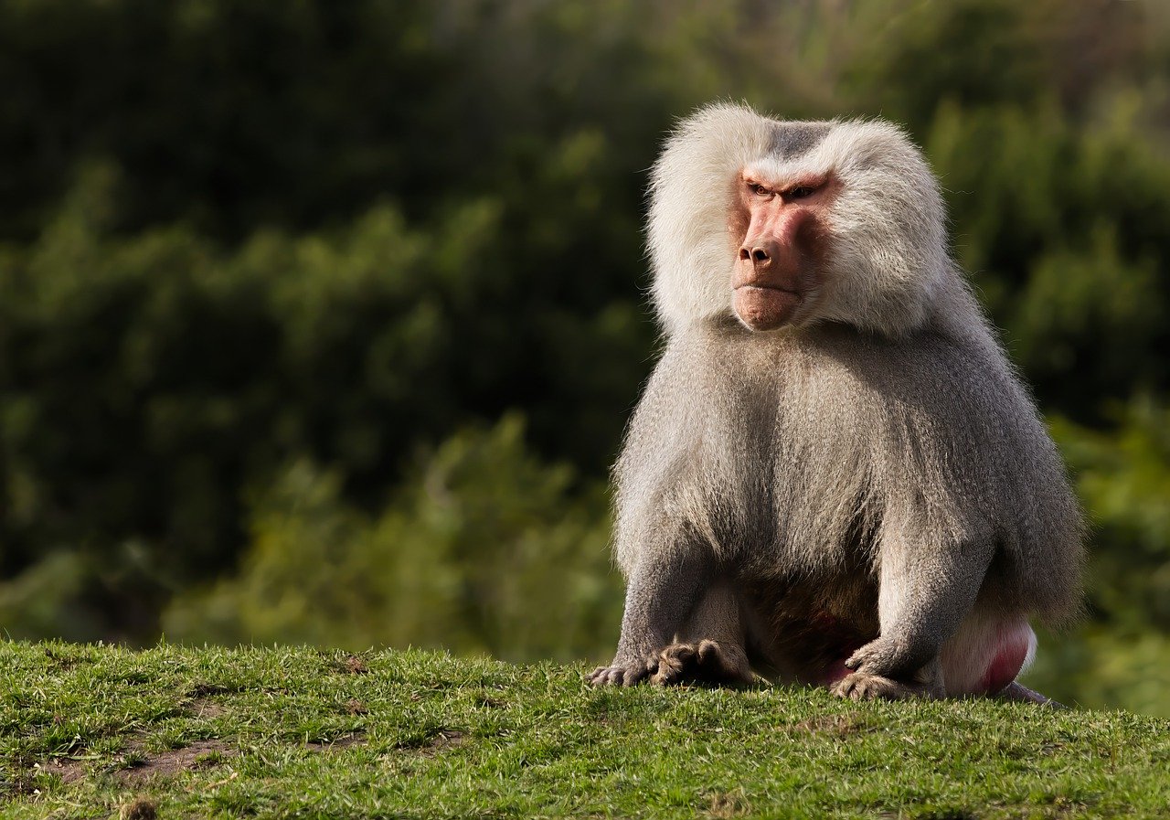 Safety Norms – Deciphered through an Understanding of Human Behavior